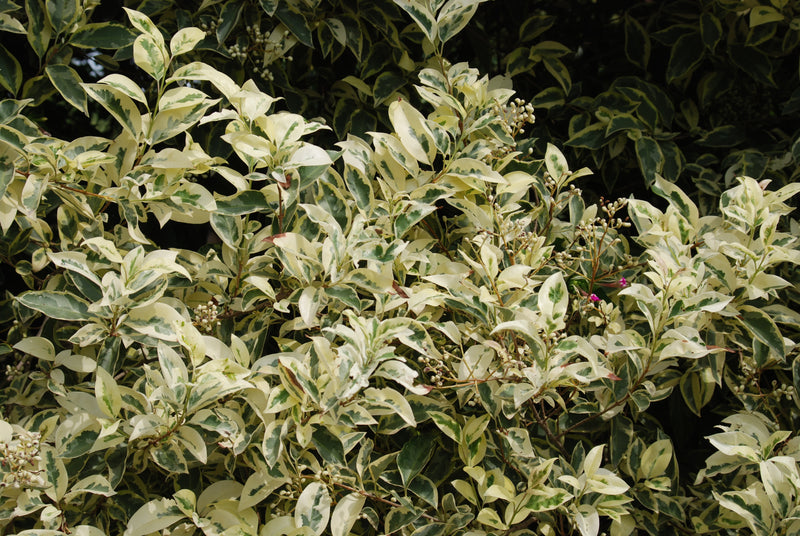 Ligustrum lucidum 'Excelsum Superbum' – Nurseries Caroliniana