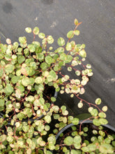 Muehlenbeckia  axillaris 'Tricolor'