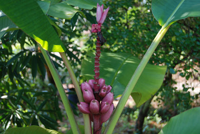 Musa velutina
