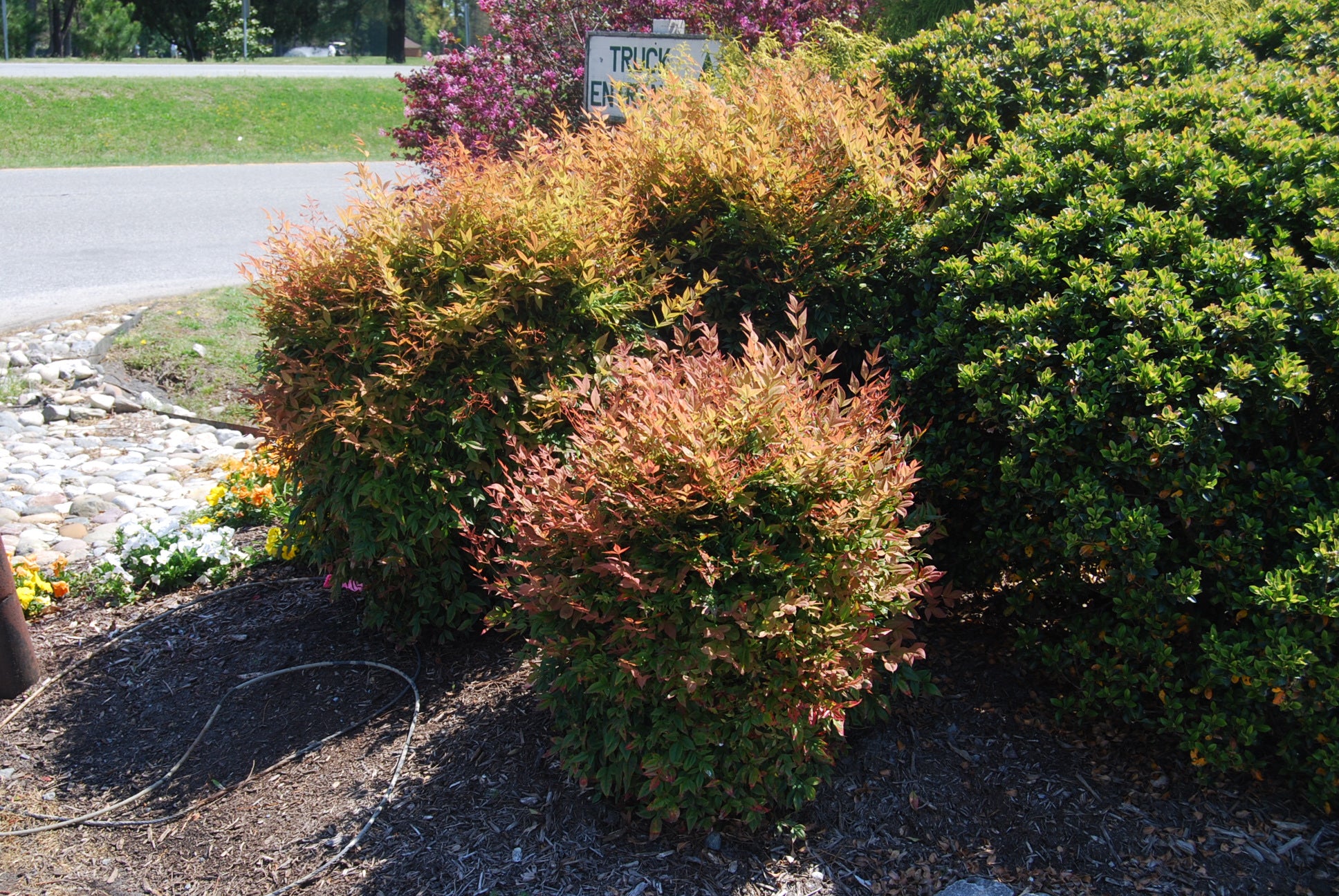 nandina gulfstream plant Nandina domestica 'Gulf Stream' – Nurseries Caroliniana