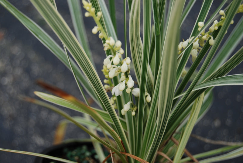 Ophiopogon intermedius 'Argenteomarginatus' – Nurseries Caroliniana