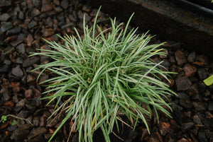 Ophiopogon japonicus 'Shinri Silver'