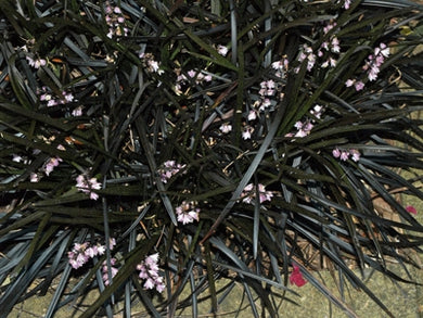 Ophiopogon planiscapus nigrescens