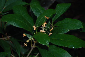 Osmanthus fragrans aurantiacus 'Apricot Echo'