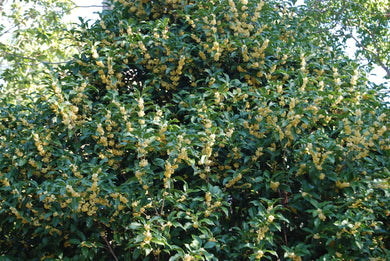 Osmanthus fragrans thunbergii 'Clemson Hardy'