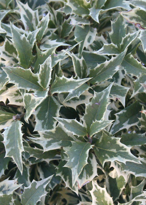 Osmanthus heterophyllus 'Variegatus'