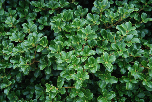 Osmanthus heterophyllus 'Rotundifolius'