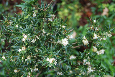 Osmanthus heterophyllus 'Hariyama'
