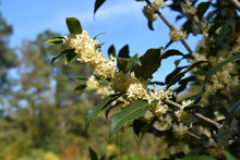 Osmanthus fortunei 'San Jose'
