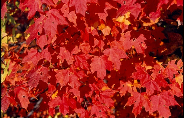 Acer leucoderme Nurseries Caroliniana