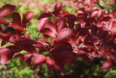 Parrotia subaequalis