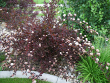 Physocarpus opulifolius 'Seward' PP14821 / Proven Winner® Color Choice® SUMMER WINE® Ninebark