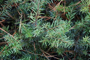 Podocarpus lawrencei