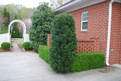 Podocarpus macrophyllus 'Edgefield Hardy'