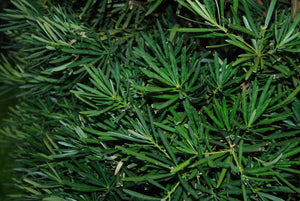 Podocarpus macrophyllus 'Edgefield Hardy'