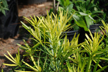 Podocarpus macrophyllus 'Lemon Sparkler'™
