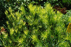 Podocarpus macrophyllus 'Lemon Sparkler'™