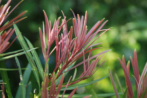Podocarpus macrophyllus 'Emerald Flame'™