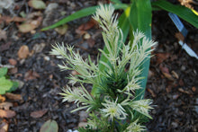 Podocarpus macrophyllus 'Okina'