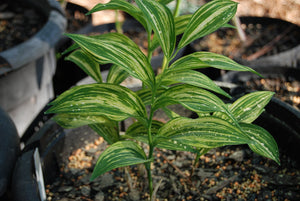 Polygonatum macranthum 'Tiger Stripes'
