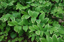 Polygonatum odoratum thunbergii 'Variegatum'