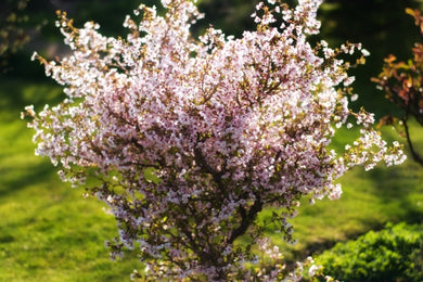 Prunus incisa 'Kojo-no-Mai'