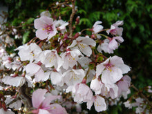 Prunus incisa 'Kojo-no-Mai'