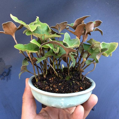 Pyrrosia hastata 'Mikasayama'