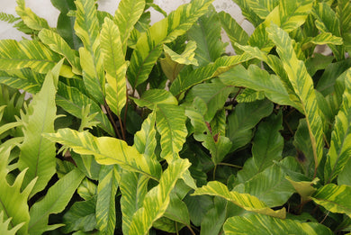 Pyrrosia lingua 'Ogon Nishiki'