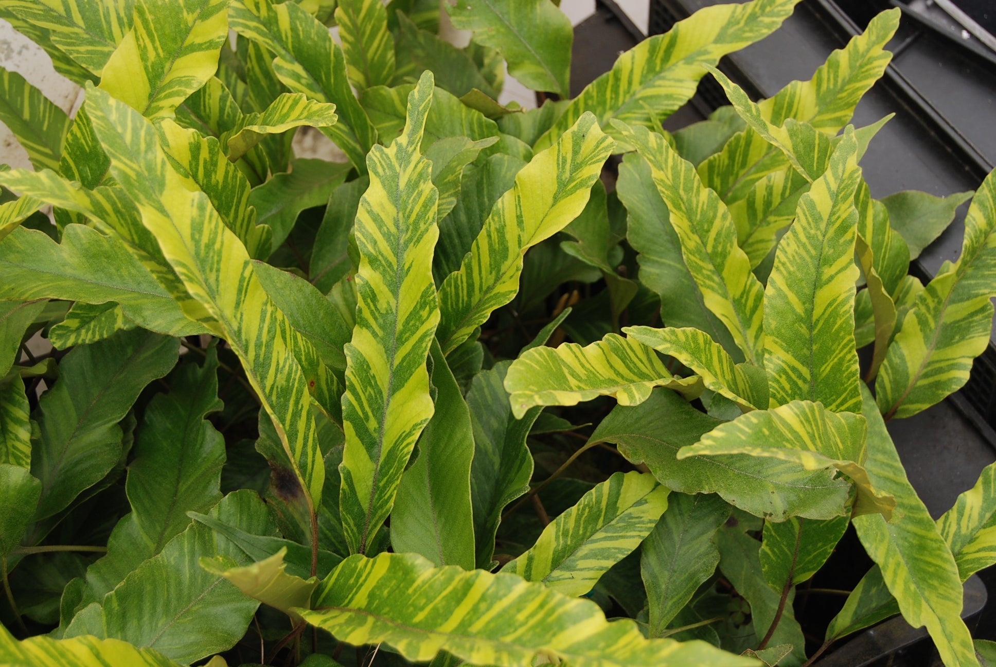 anthurium lingua Pyrrosia lingua 'Ogon Nishiki' – Nurseries Caroliniana