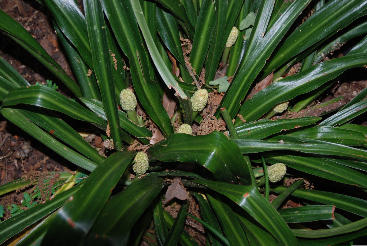Rohdea japonica 'Claudia Phelps' – Nurseries Caroliniana