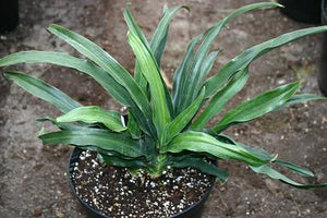 Rohdea japonica ‘Galle’