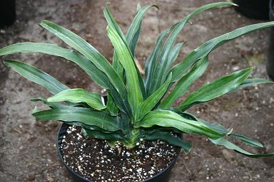 Rohdea japonica 'Galle' – Nurseries Caroliniana