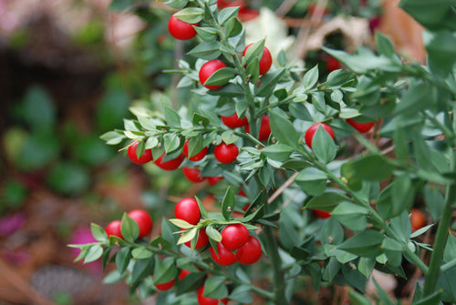 Ruscus aculeatus 'Wheeler's Form'