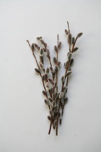 Salix gracilistyla 'Mt Asama'