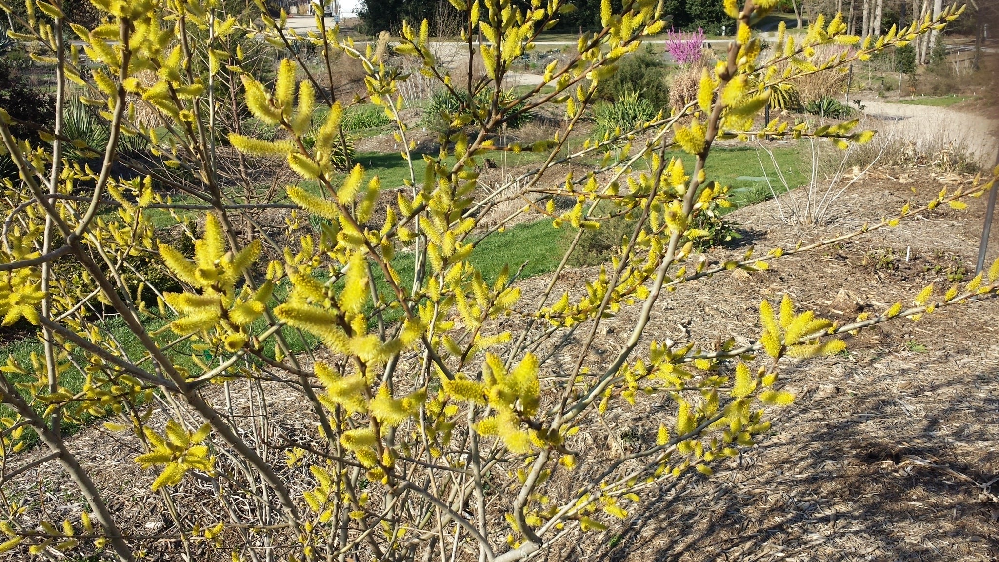 Carolina Willow (Salix caroliniana) 13 Salix floridana