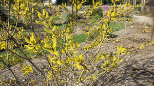 Salix floridana