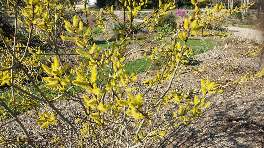 Salix floridana