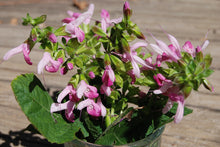 Salvia glabrescens 'Momobana'