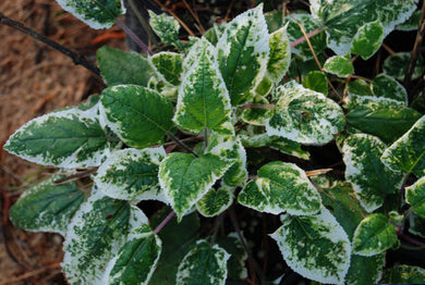 Salvia nipponica 'Fugi Snow'
