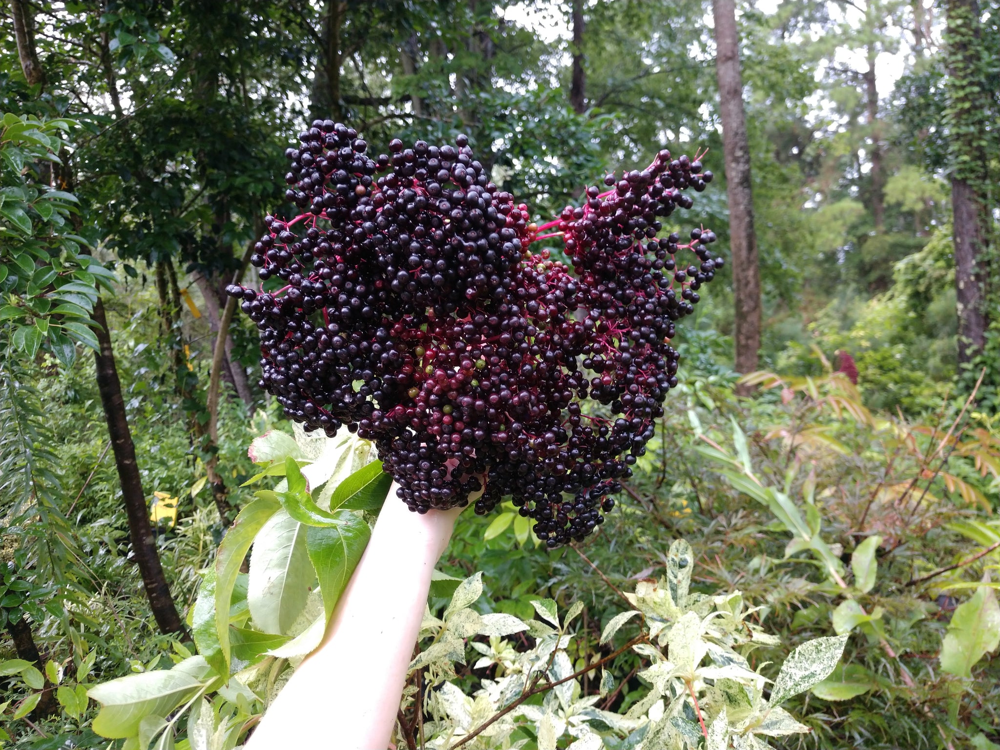 American Elderberry – Mary's Heirloom Seeds American Elderberry – Mary's Heirloom Seeds