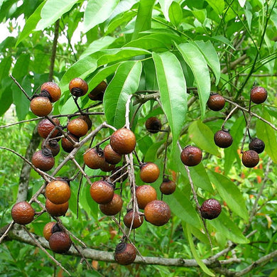 Sapindus mukorossi