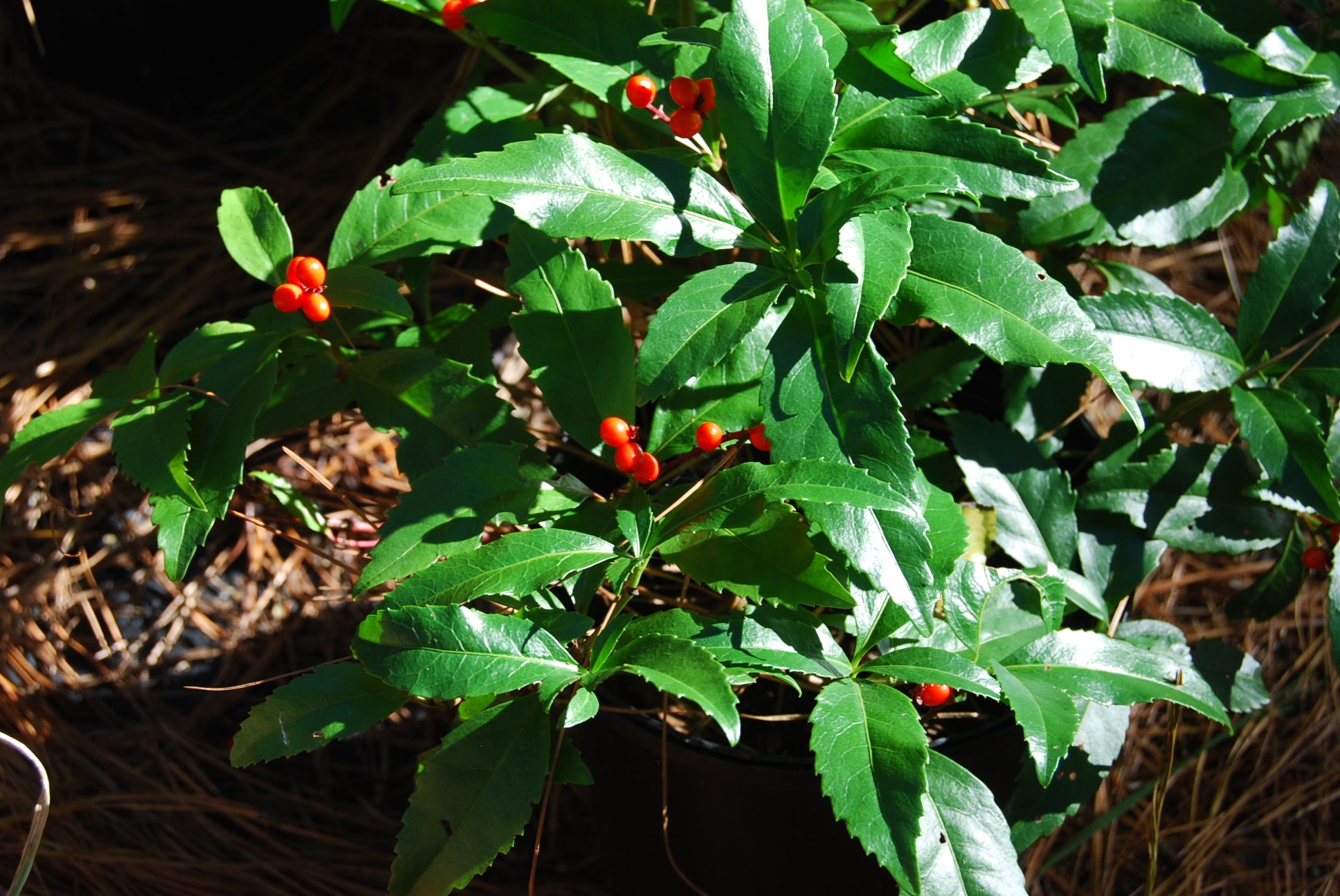 Sarcandra Sarcandra glabra (Chloranthus glabra) – Nurseries Caroliniana