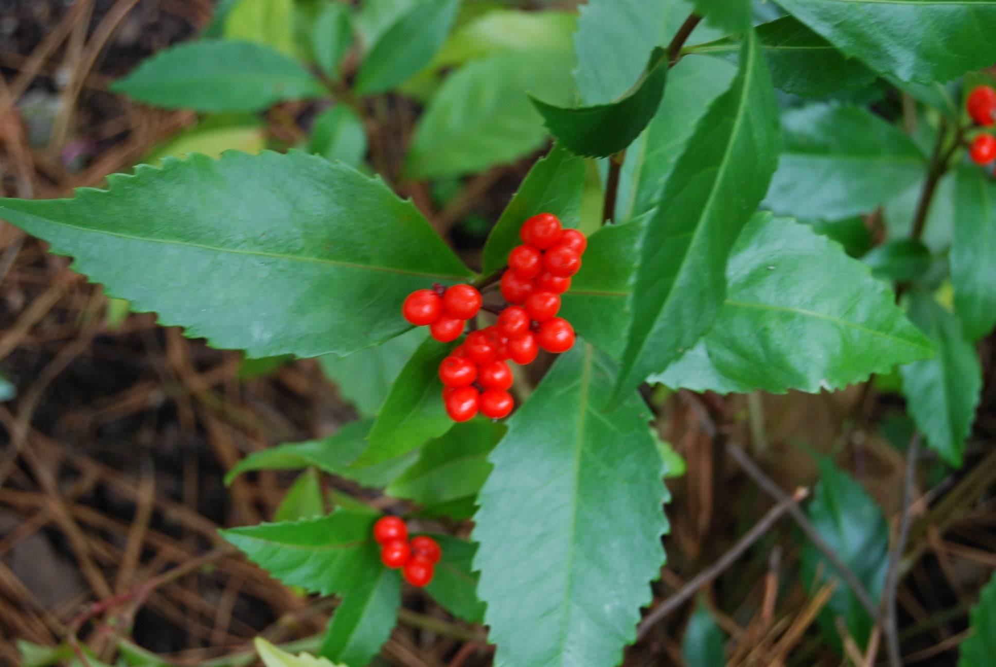 Sarcandra Sarcandra glabra (Chloranthus glabra) – Nurseries Caroliniana
