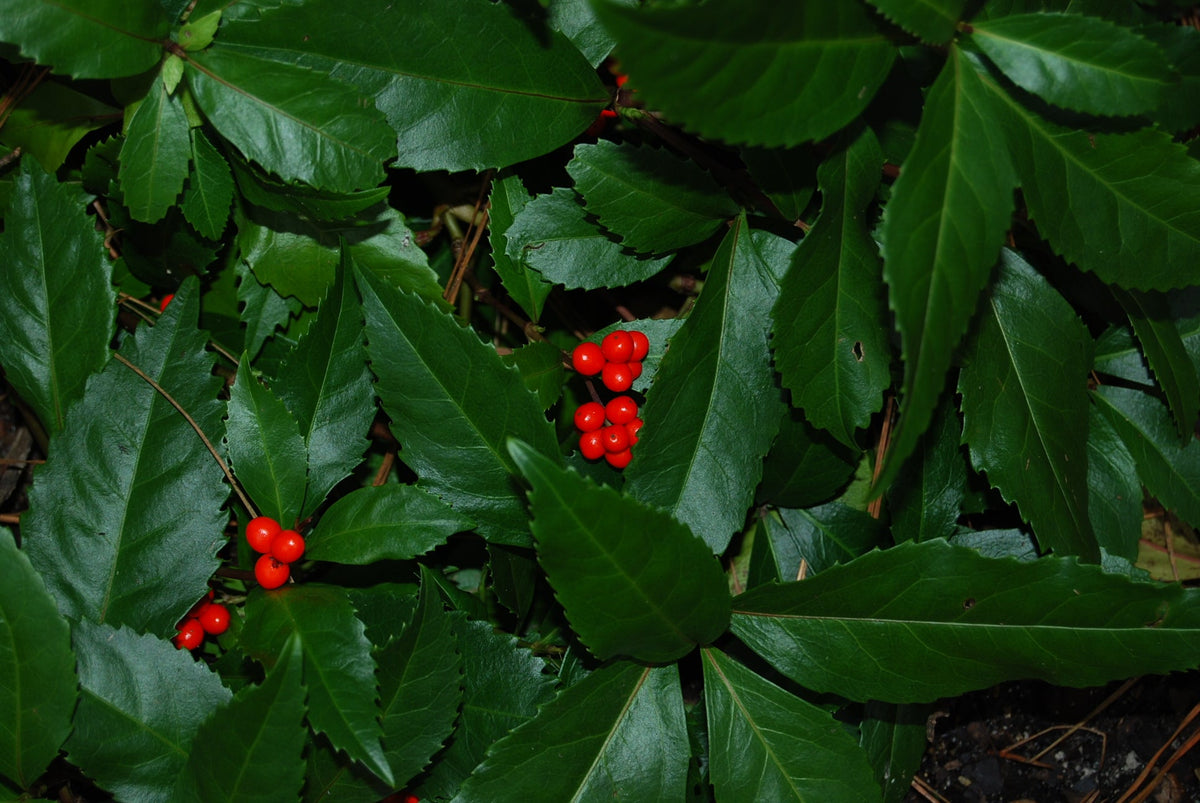 Sarcandra glabra (Chloranthus glabra) – Nurseries Caroliniana