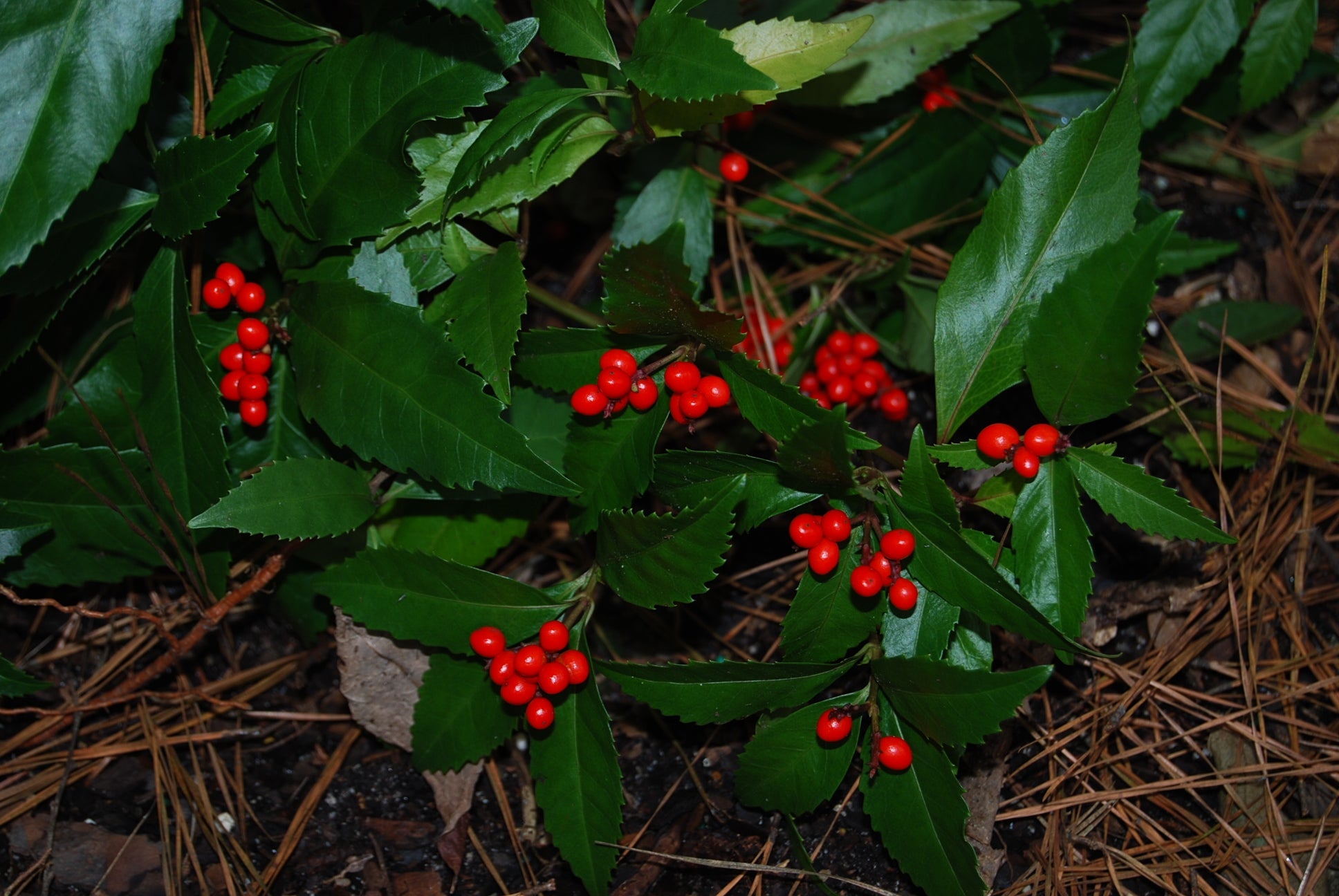 Sarcandra glabra (Chloranthus glabra) – Nurseries Caroliniana