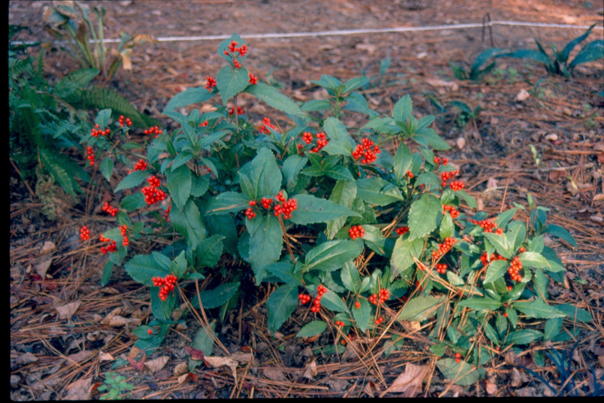 Sarcandra glabra (Chloranthus glabra) – Nurseries Caroliniana