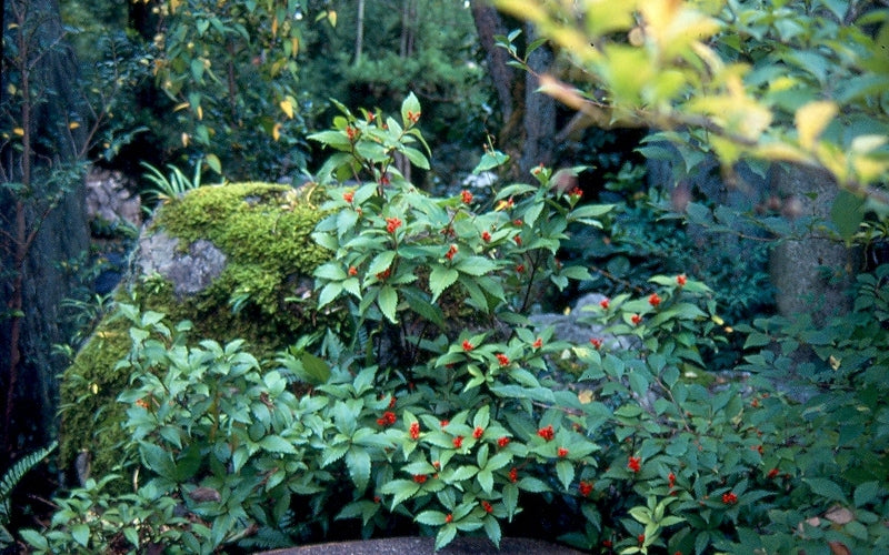 Sarcandra Sarcandra glabra (Chloranthus glabra) – Nurseries Caroliniana