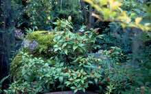 Sarcandra glabra  (Chloranthus glabra)