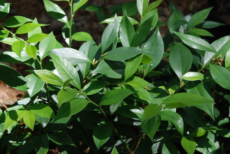 Sarcococca orientalis – Nurseries Caroliniana